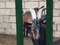 بز ماده, Alpine goat — عکس 6