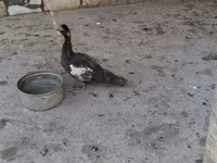 Ducks — รูปภาพ 2