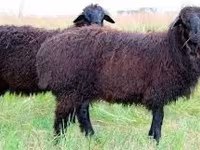 Kambing jantan, Sheep — foto 3