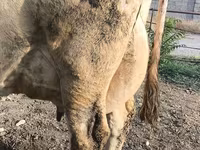 Krava, Swiss cattle — fotografija 2