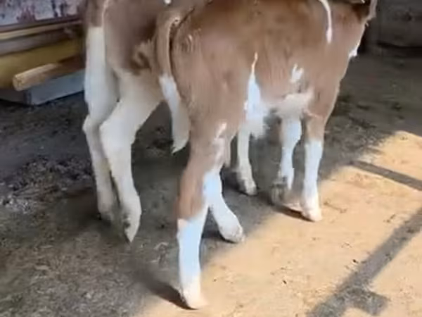 Bou, Rasa roșie-pestrită