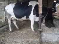 วัวตัวเมีย, Russian Black pied cattle — รูปภาพ 4