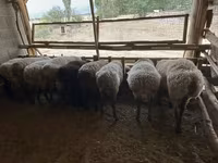 Baran, Rhon sheep — zdjęcie 3