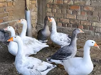 Geese — फ़ोटो 2