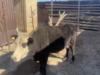 Lembu betina, Latvian Blue cattle — foto 2
