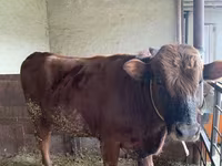 Lembu jantan, Cattle — foto 1