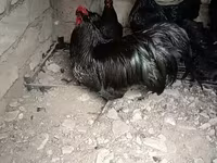 Chickens — photo 4