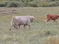 Boğa, Auliye kölü ırkı — foto 3