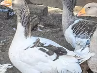Geese — تصویر 2