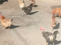 Chickens — 写真 4