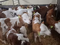 Ταύρος, Simmental cattle — φωτογραφία 5