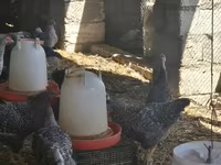 Turkeys — zdjęcie 8