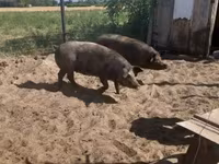 Varkens (partij, geslacht niet gespecificeerd), Дюрок — foto 6