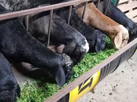 Domba jantan, Hissar sheep — foto 2