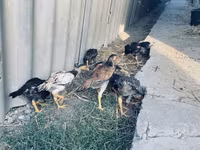 Chickens — عکس 1