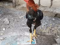 Chickens — sawirka 3