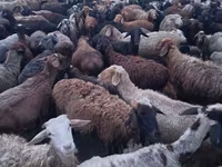 Kambing jantan, Sheep — foto 2