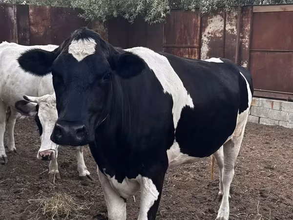 Cow, Holstein breed — Kyrgyzstan