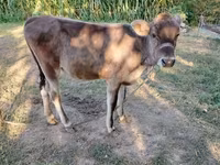 Toro, Simmental cattle — foto 2
