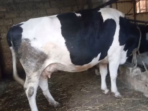 گاو ماده, Russian Black pied cattle