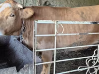 பசு, Simmental cattle — புகைப்படம் 1