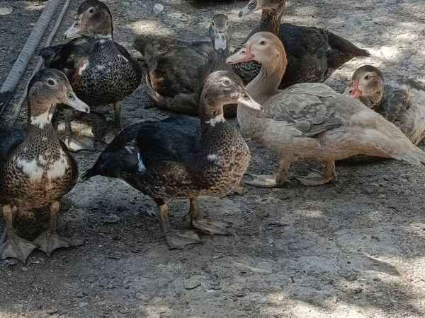 Domestic Muscovy — Kyrgyzstan