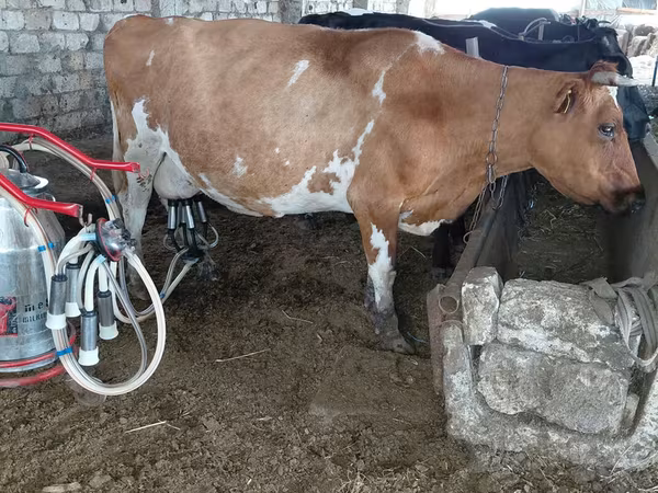 Ng'ombe jike, Jersey breed