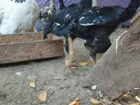 Brahma — photo 1