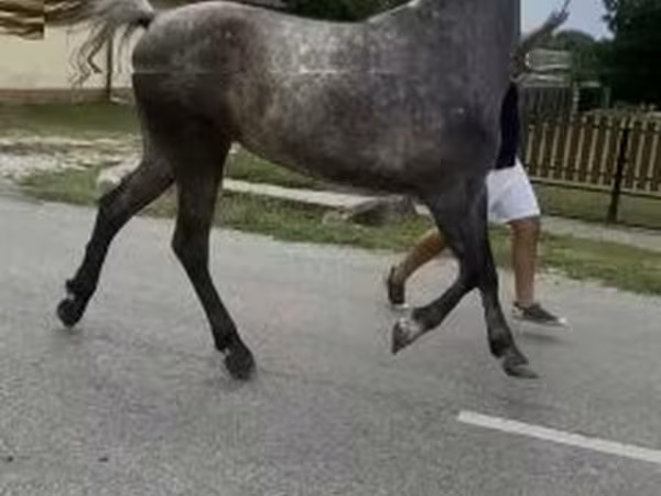 Mare, Horses — Hungary
