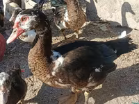 Ducks — รูปภาพ 2