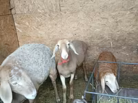 Domba betina, Arashan sheep — foto 2