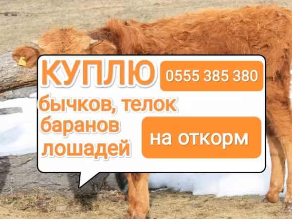 گاو