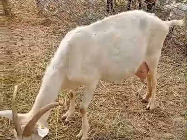 بز ماده, Saanen goat