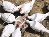 Turkeys — फ़ोटो 5