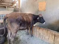 Kuh, Swiss cattle — Foto 7
