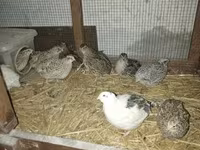 Quails — foto 3