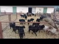 میش, Racka sheep — عکس 3