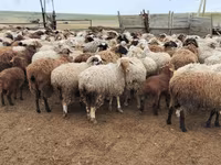 كبش, Romanov sheep — الصورة 7