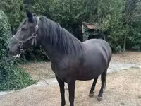 ม้าตัวเมีย, Hucul pony — รูปภาพ 7