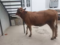 Cow, Cattle — photo 6