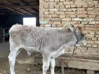 Бух, Swiss cattle — 4 зураг