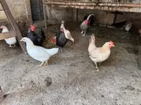 Danish hen — picha 3