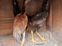 Chickens — รูปภาพ 3