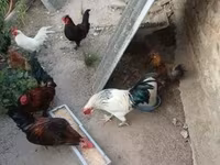 Chickens — photo 6