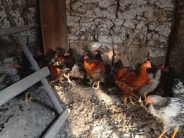 Chickens
