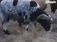 Ovan, Jacob's sheep — fotografija 1