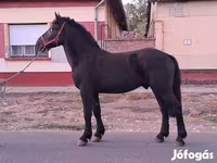 اسب نر, Friesian — عکس 5