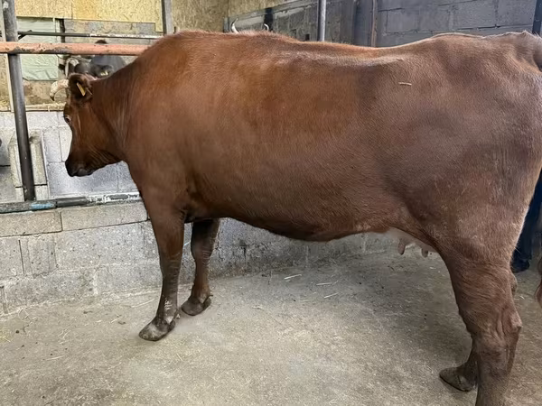 Lo’, Holstein breed