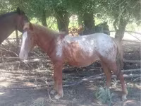 Hengst, Tarpan (Died out) — Foto 2