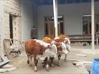 Bovini (lotto, sesso non specificato), Simmental cattle — foto 1
